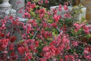 Chaenomeles speciosa